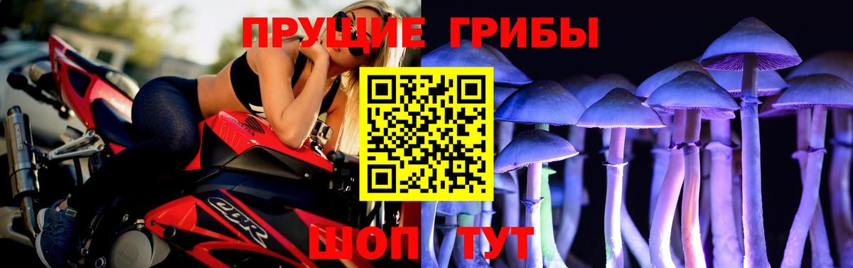 Северобайкальск  Галлюциногенные грибы Psilocybe  Вход с VPN 